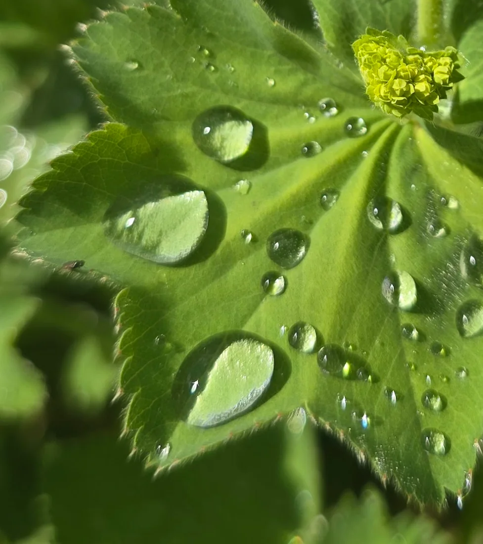 Holistic Pulsing Behandlung